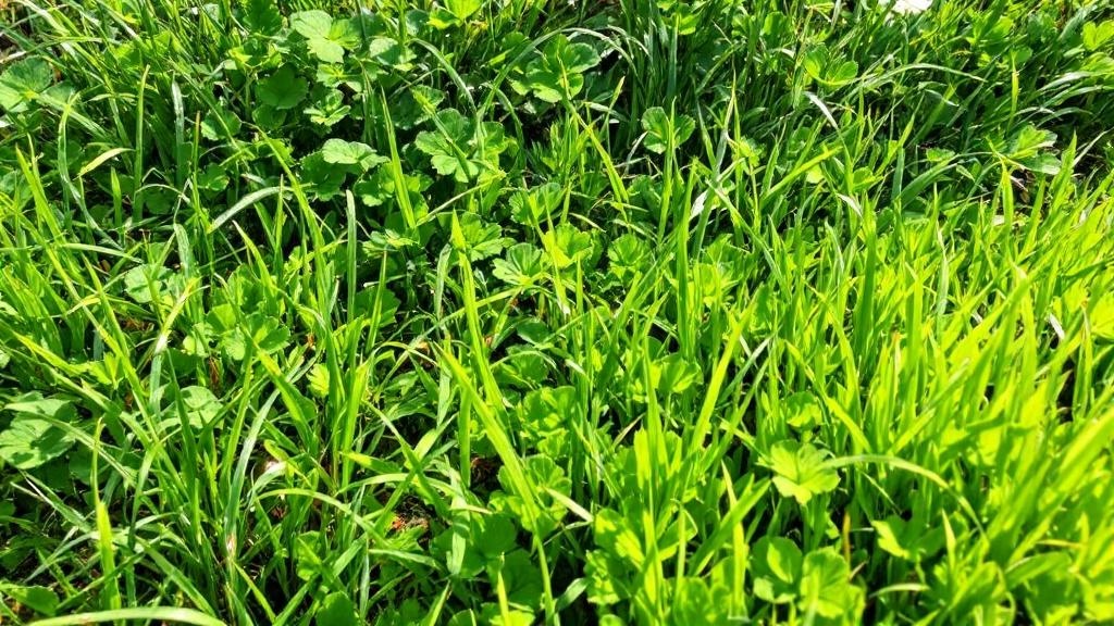 Drought Tolerant Lawn Alternatives - Professional Lawn Care by Landscaping contractors